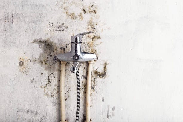Best Professional Mold Removal  in Reed Creek, GA