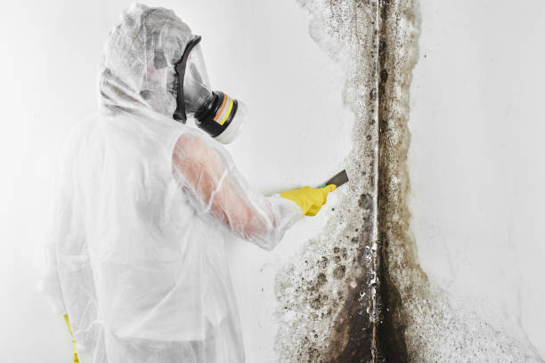 Best Home Mold Removal  in Reed Creek, GA