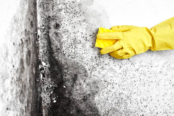 Best Black Mold Removal  in Reed Creek, GA