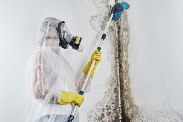 Best Attic Mold Removal  in Reed Creek, GA