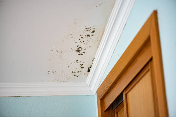 Professional Mold Removal in Reed Creek, GA