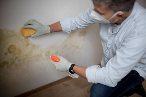 Mold Removal Process in Reed Creek, GA