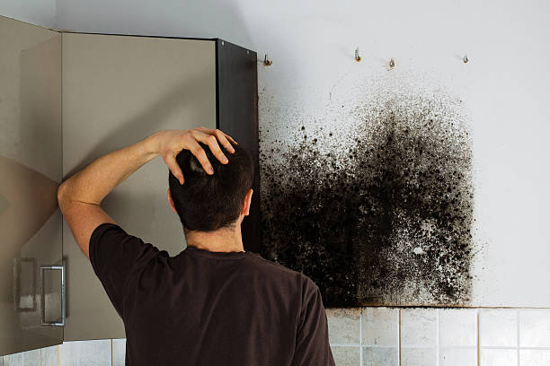 Best Fast Mold Removal  in Reed Creek, GA