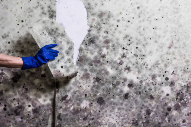Best Affordable Mold Removal  in Reed Creek, GA
