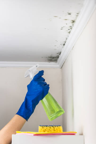 Best Crawl Space Mold Removal  in Reed Creek, GA